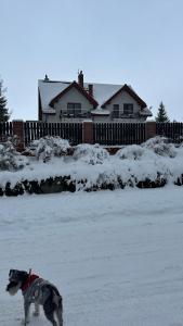a dog standing in the snow in front of a house at Świat Jezior in Mikołajki