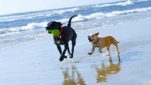 Thú nuôi lưu trú tại Amazing Cottage set in Tranquil Hamlet nr Beach & Attractions - Perfect for Couples & Family's, Large Garden, Private Parking & Pets are Welcome too!