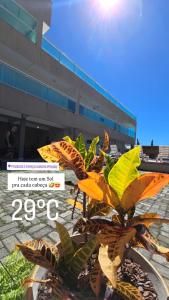 Eine Pflanze steht vor einem Gebäude in der Unterkunft Aurora Peruíbe Hotel in Peruíbe + 6 Fotos