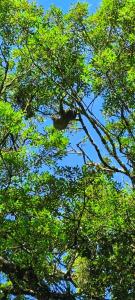 een aap die in de takken van een boom zit bij Tipi Bribri in Heredia