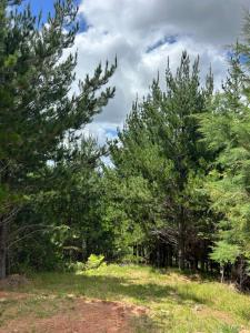 a group of trees in a field with grass at Kauri Cabins Tranquil Retreat in Whitianga +1 photo