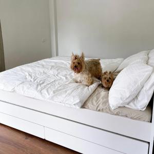 two dogs sitting on top of a bed at Prachanngam Homestay in Ban Sam Laem +3 photos