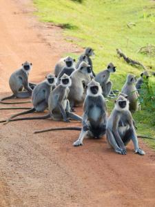 Dyr på bed and breakfast-stedet eller i nærheden