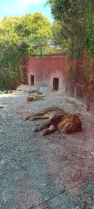 a group of animals laying on the ground at Residence Carmen in Falconara Marittima +5 photos