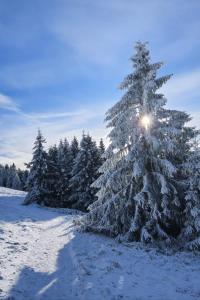 Forest House near Klínovec om vinteren + 63 billeder