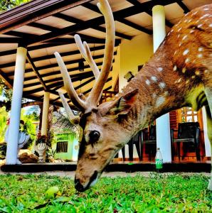 a fake deer with antlers is eating some grass at Yala Eagle Nest and Safari in Tissamaharama