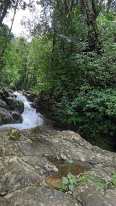 a stream in a forest with rocks and trees at Malnad cloud homestay Agumbe in Someshwar