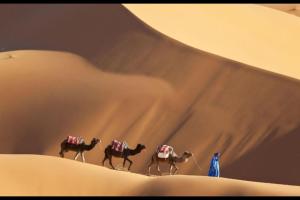 een groep kamelen die door de woestijn lopen bij Chegaga Infinite Dunes Luxury Desert Camp in Mhamid