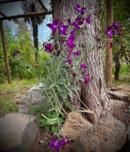 a tree with purple flowers in front of a tree at Casa De Piedra Le Petit Chalet in San Clemente