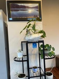 a group of potted plants sitting on a shelf at Hotel Himalayan Vista in Pāti Bhanjyāng +23 photos