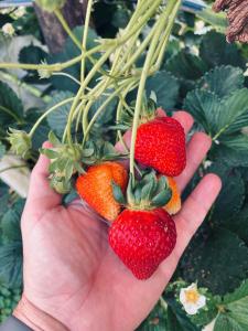 En have udenfor Sítio Santo Antônio - Chalé com Ofurô