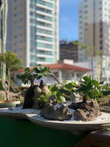 a bonsai garden with trees and rocks and buildings at Enjoy suítes in Aracaju