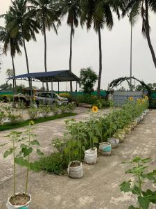 a row of plants in pots in a garden at Junput Guest House in Bichania +9 photos