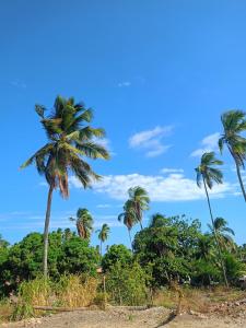 un gruppo di palme sulla spiaggia di Pousada dos Artistas a Japaratinga