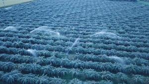 een luchtbeeld van een plantenveld bij gariguette in La Celle-sous-Gouzon