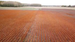 een afbeelding van een veld met rode aarde bij gariguette in La Celle-sous-Gouzon