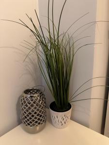 two vases sitting on a table with a plant at Berlińska 43 in Jelenia Góra