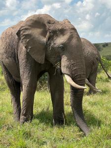 two elephants standing in a field of grass at Nanja Mara Lodge in Masai Mara