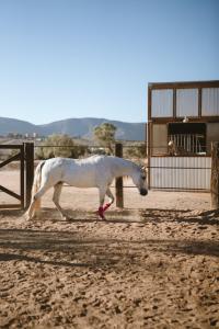 un cavallo bianco che cammina davanti a una recinzione di Equ Hotel Boutique a El Porvenir