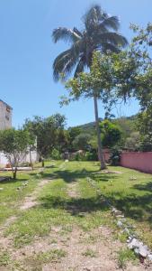 a palm tree in the middle of a field at Hostel33 brazil praia in Caraguatatuba