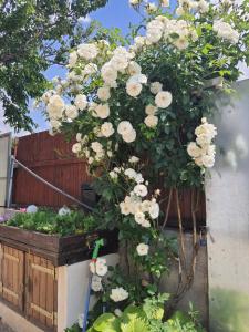 a tree with white flowers in a wooden box at Liliana Home in Bucharest