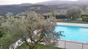 ein Schwimmbad mit einem Baum im Vordergrund in der Unterkunft Agriturismo Azienda Agricola La Roccaia in San Gimignano