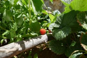 a strawberry is growing on a strawberry plant at Kekrifalia Hotel in Skala