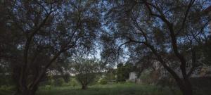 a group of trees in a field of grass at Gurba's House in Aridaia