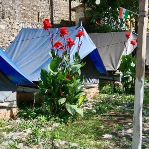 a group of red flowers in front of a tent at Kinara Camping in Kailāna +3 photos