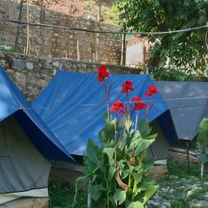 a blue tent in a yard with red flowers at Kinara Camping in Kailāna