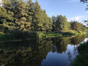 a river with trees and reflections in the water at Apartament przy przystani in Milicz