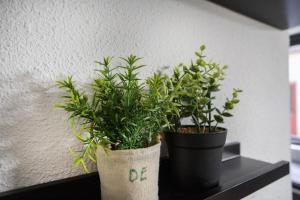 two potted plants are sitting on a shelf at 6 - Persons Lakeside 61 Bungalow in Ewijk