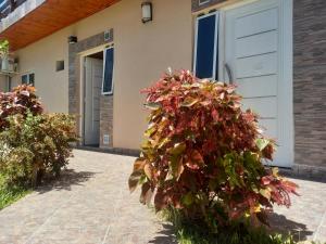 two bushes in front of a building with a garage at Departamentos RIMASHA in Federación