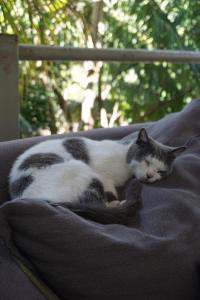 a gray and white cat sleeping on a blanket at EL TUMBO in El Gigante +58 photos