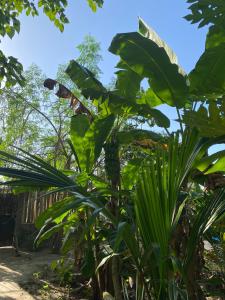 a banana tree with large green leaves at Bush Baby Compound in Gunjur