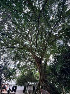 a large tree in the middle of a park at Finca Campestre - Villa Esther con Piscina en Mesitas del Colegio in El Colegio