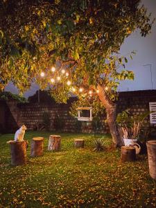 a cat sitting on a stump under a tree with lights at Flat Morada da Neblina! in Chapada dos Guimarães +28 photos