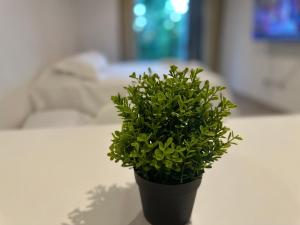 a green plant sitting on a table next to a bed at Studio 44 Escobar in Belén de Escobar