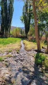 a dirt road in a field with a tree at Refugio de Olivia in Juella