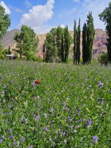 a butterfly sitting in a field of flowers at Refugio de Olivia in Juella