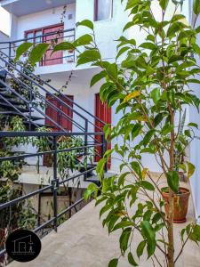 a tree in a pot next to a building at Mi casa en Sucre in Sucre
