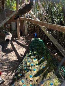a peacock is standing on a fence with its tail at Suíte master - Hostel em Itupeva in Itupeva