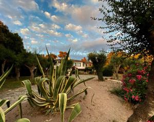 a green plant in a yard with a house in the background at Terrazza sull Argentario in Ansedónia