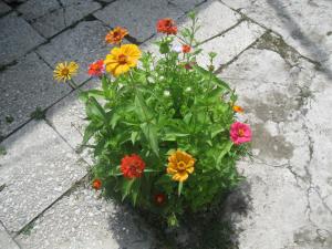 Giardino di Guest House Latali