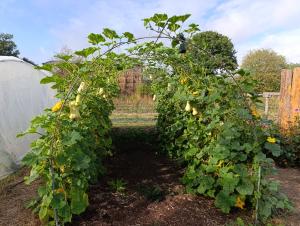 an archway in a vegetable garden with cucumbers at La Ferme du Papillon in Pougne-Hérisson +5 photos