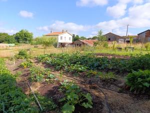 a field of plants with a house in the background at La Ferme du Papillon in Pougne-Hérisson