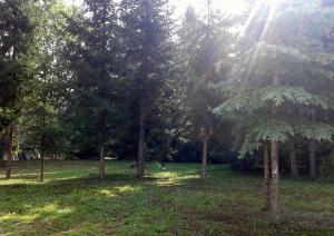 un gruppo di alberi in un campo con il sole splendente di Füveskert a Erdőbénye
