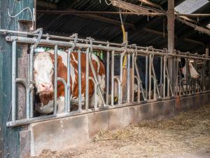 Động vật gần/tại căn hộ +58 ảnh