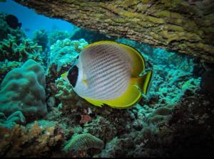 a yellow and black fish on a coral reef at Groups & Families Glamping Dome Beach Resort Dauin in Dauin