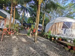 a couple of tents in a yard with palm trees at Groups & Families Glamping Dome Beach Resort Dauin in Dauin